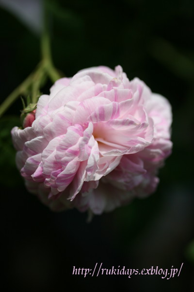 春の薔薇2011 vol.7  縞々LOVE_d0165723_1995356.jpg