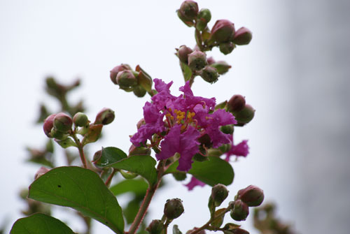 今日の庭―サルスベリ開花、蜂2種_c0184125_16484848.jpg