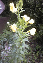 f0161535_10421022.jpg
