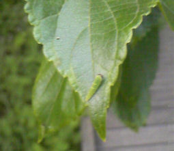 f0161535_10455161.jpg