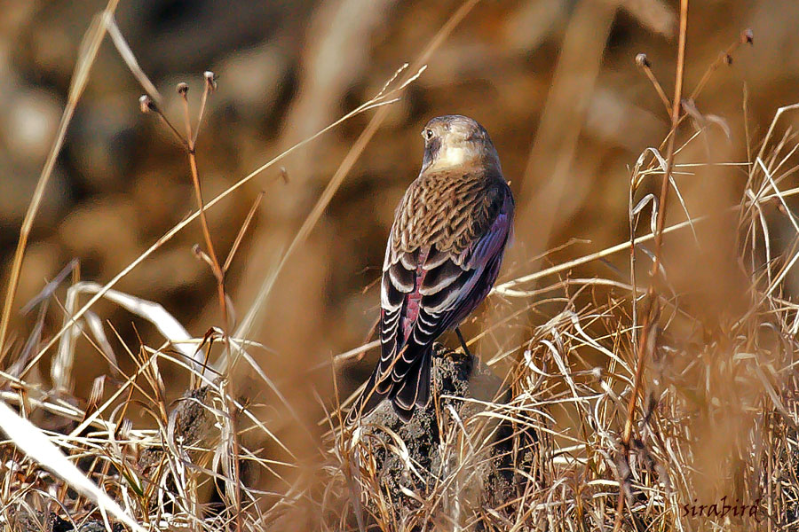 ハギマシコ（冬鳥　萩猿子、全長約16㎝）_d0238245_13594113.jpg