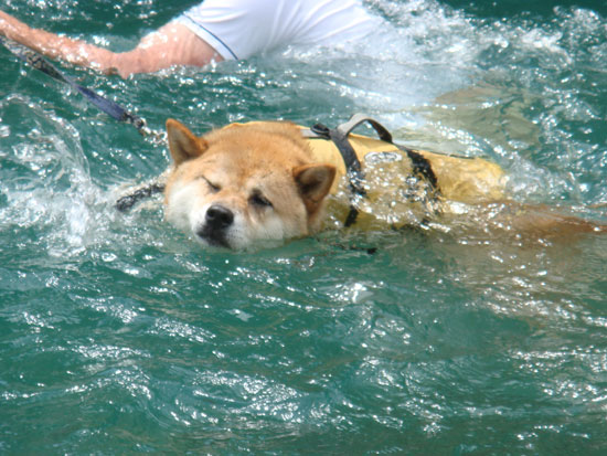 川湯温泉の柴水　カメラマン小鉄ファミリー_a0051849_18401682.jpg