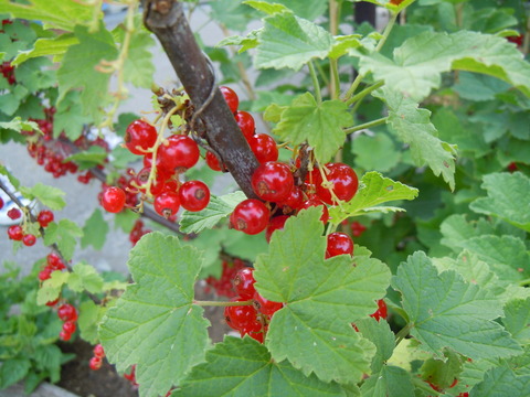 b0200849_12123060.jpg