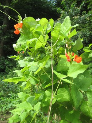 庭の花・野菜編_a0100152_12570.jpg