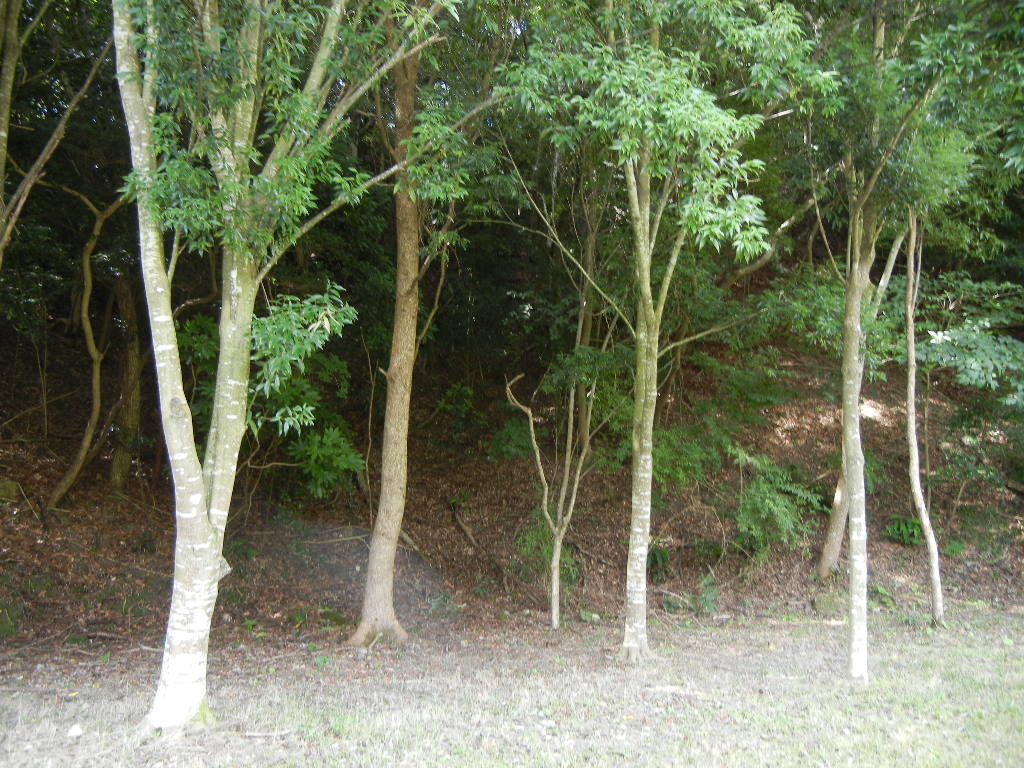 2011年8月7日(日)ツクツクボウシやコオロギが!もう秋の気配!_f0060461_1183729.jpg