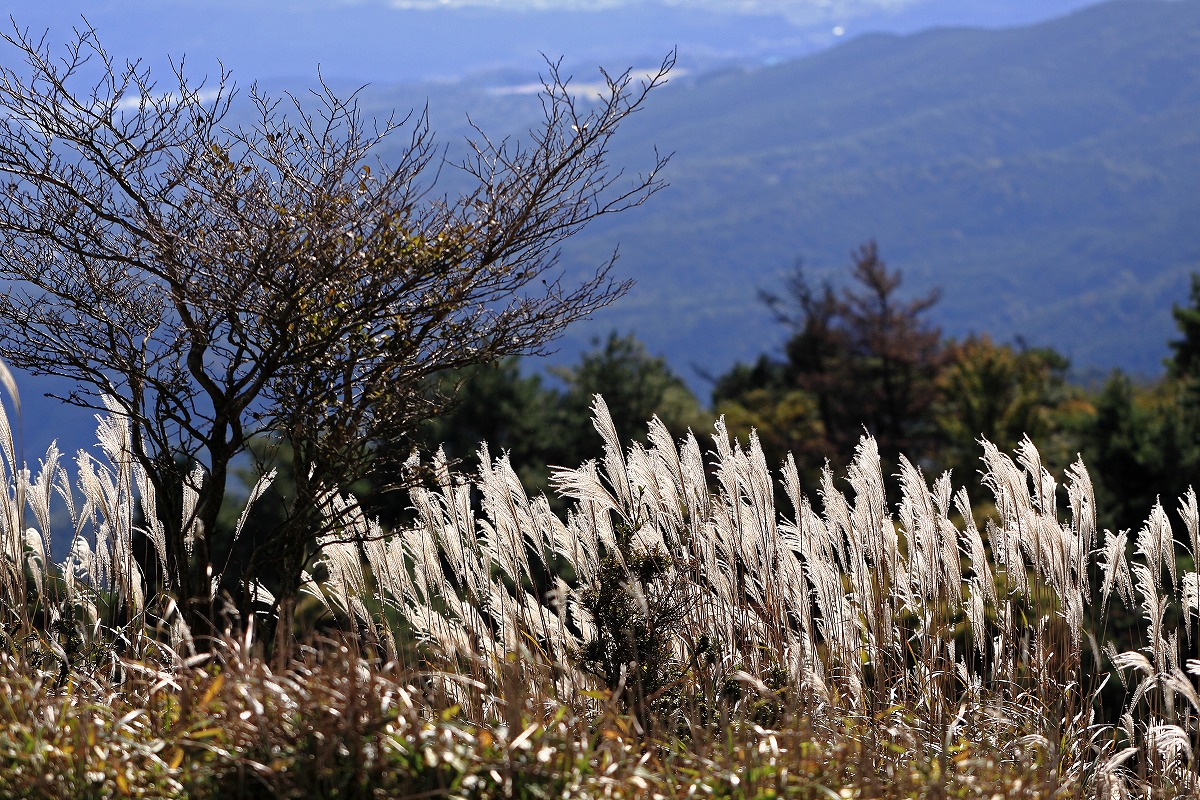 高原の秋　～青山高原_f0234862_16272116.jpg