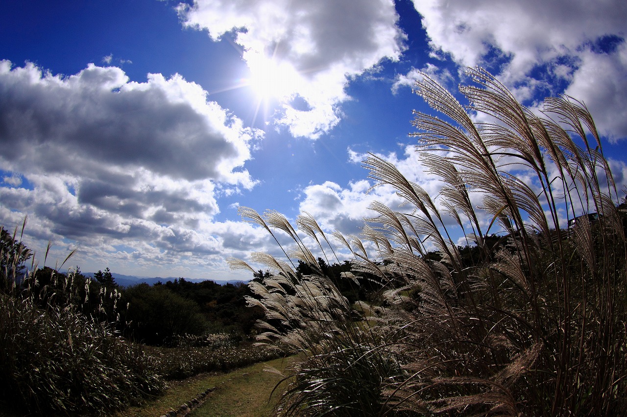 高原の秋　～青山高原_f0234862_1627686.jpg