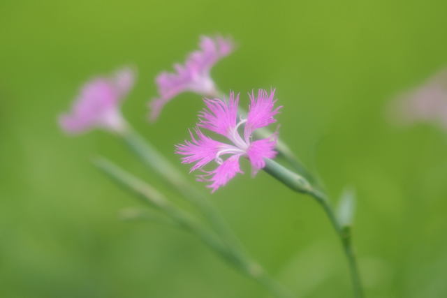 　　ナデシコ　（ワールドカップで名の知られた花）_b0223668_555530.jpg