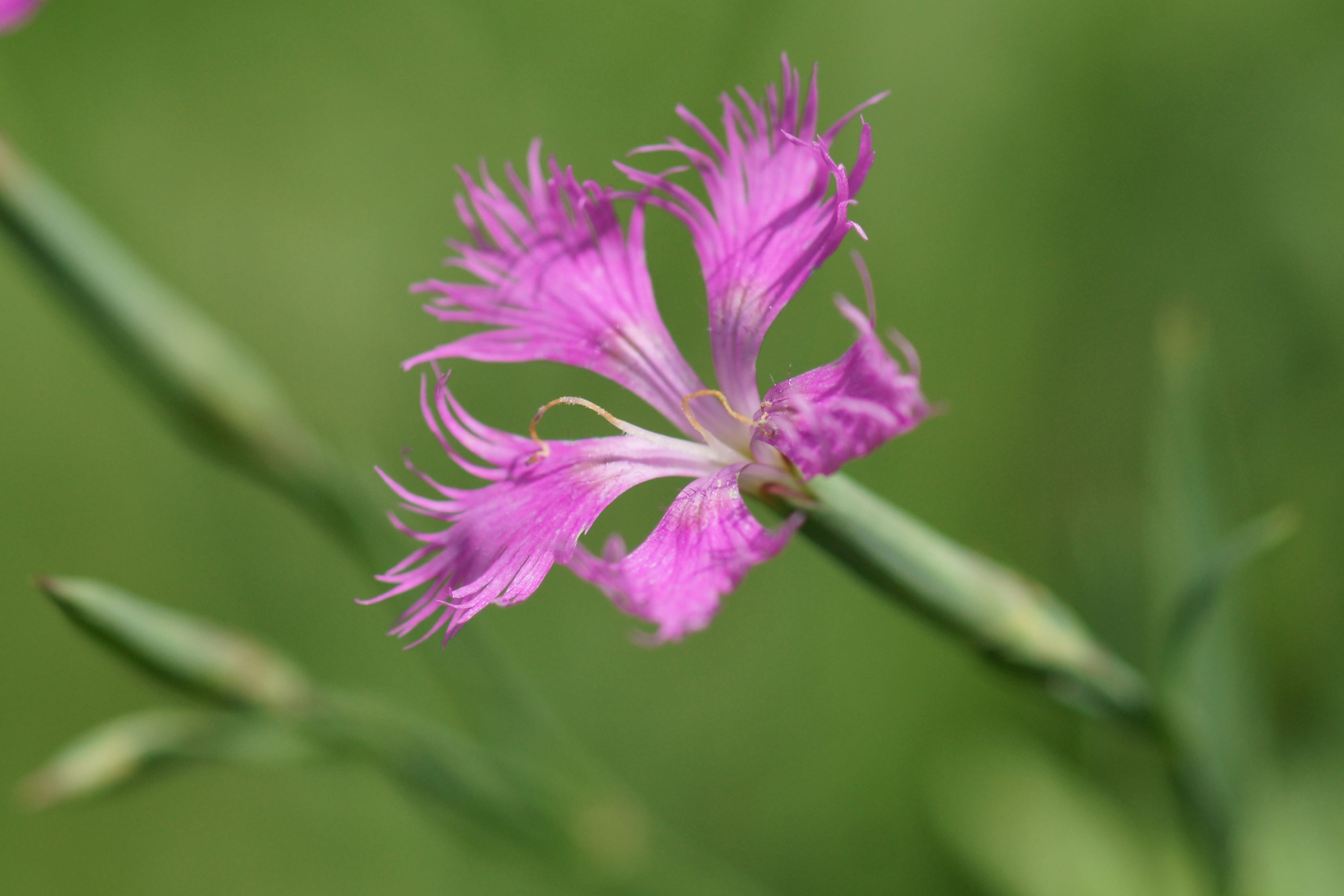 　　ナデシコ　（ワールドカップで名の知られた花）_b0223668_557206.jpg