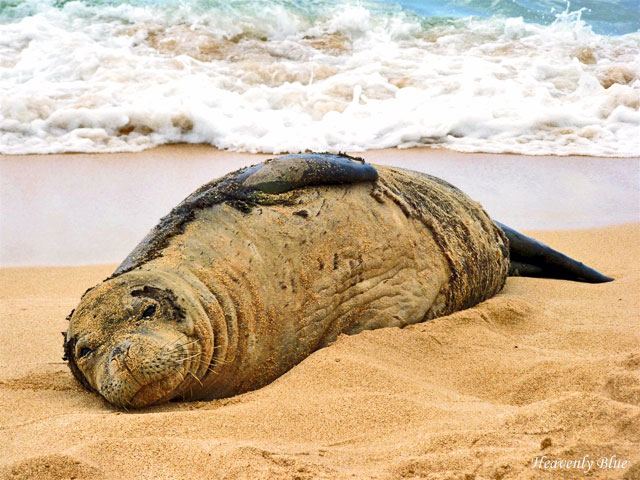 Hawaiian Monk Seal _a0073675_15295436.jpg