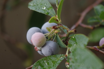 f0054677_833772.jpg