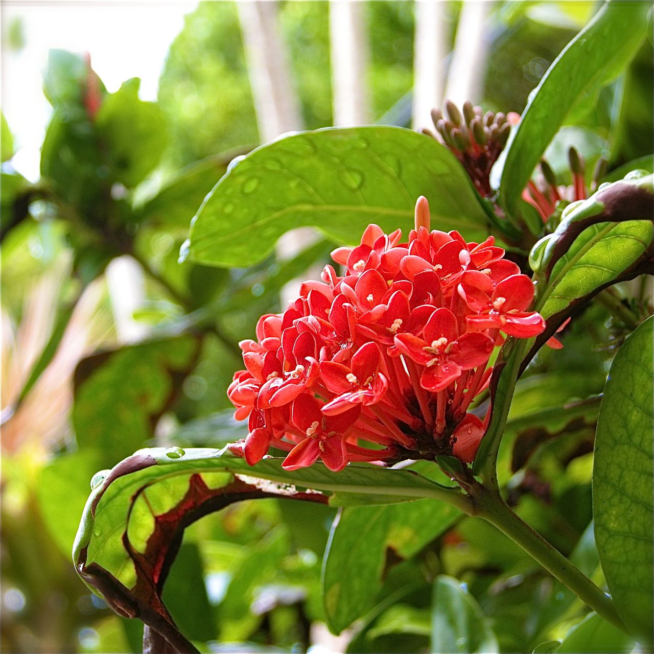 写真『雨上がりの花』P5100のデジタルカメラで撮影。iphotoで編集しました。_a0011382_1727548.jpg