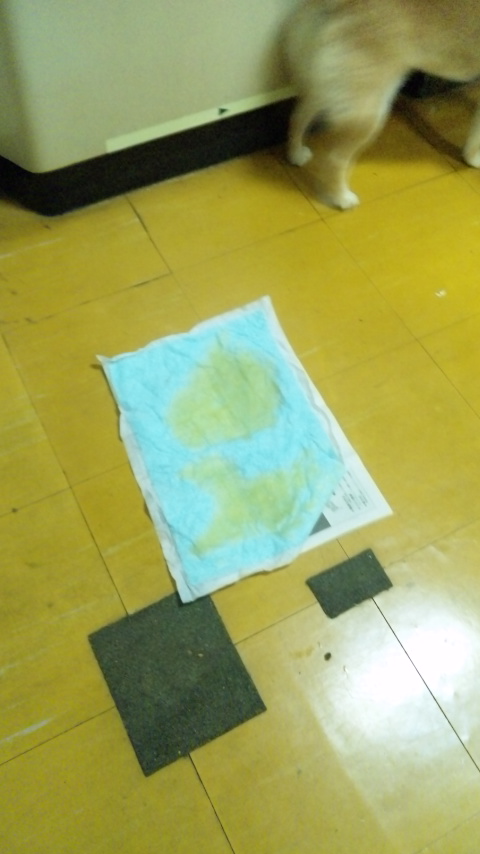 かぼちゃんは元気!_a0126590_13115822.jpg
