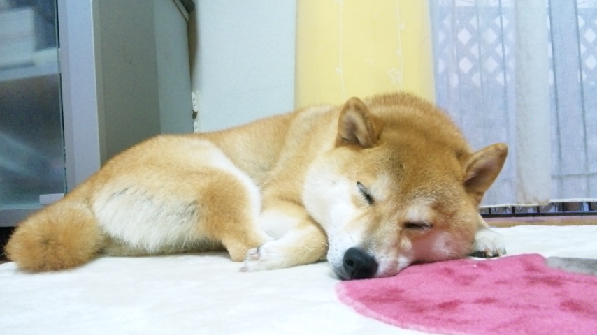 ただいま!_a0126590_1811044.jpg