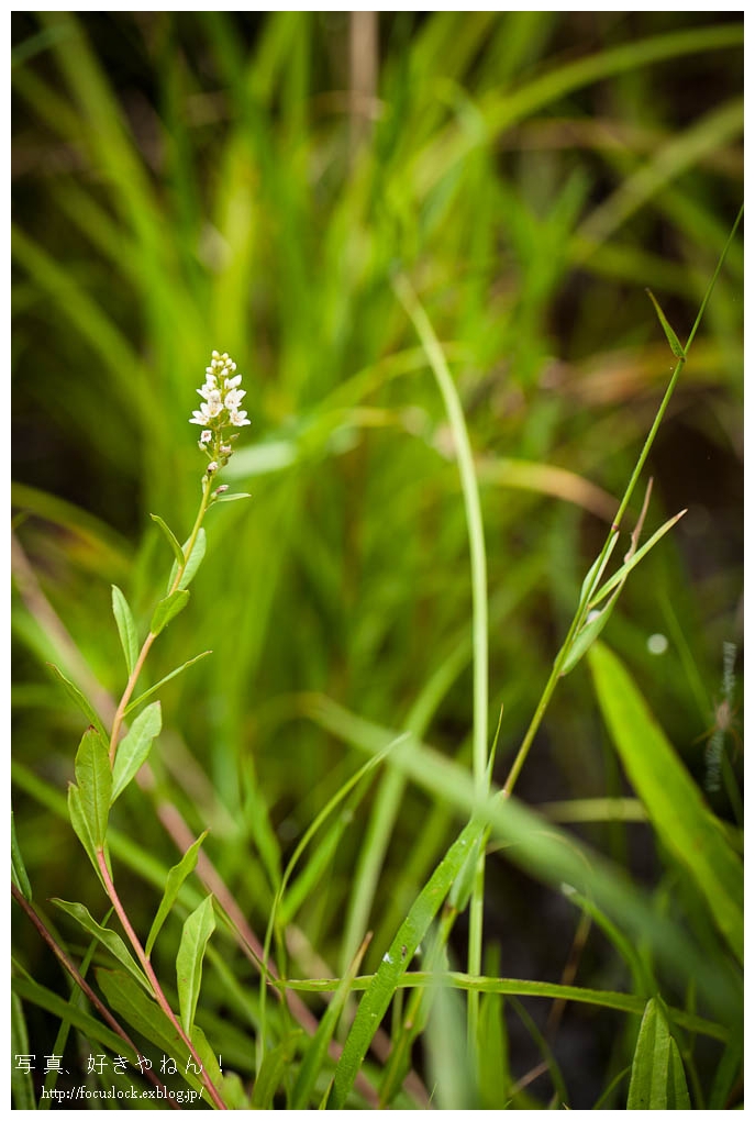 湿地に生きる花と虫たち_f0220502_1820583.jpg