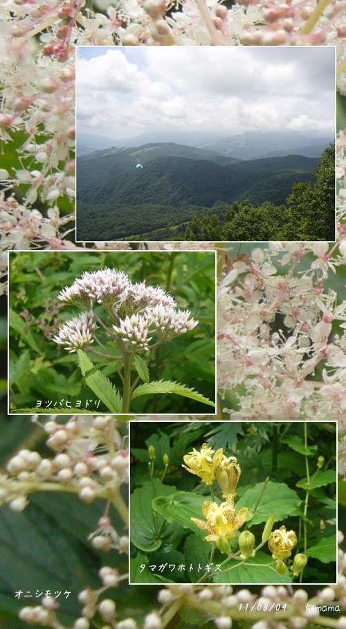 栂池自然園と八方尾根へ(1)_c0051105_2294295.jpg