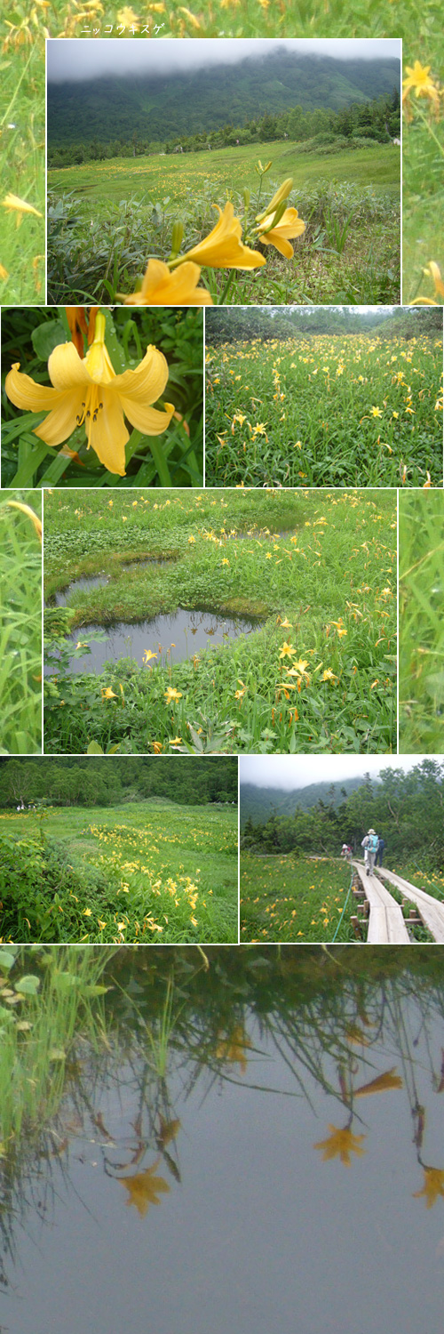 栂池自然園と八方尾根へ(1)_c0051105_2344599.jpg