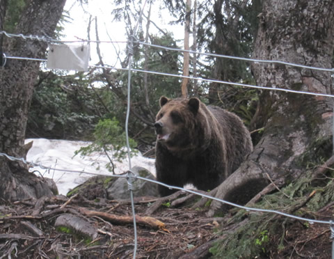 グラウスマウンテン（Grouse Mountain）を楽しむ_d0157906_1437187.jpg