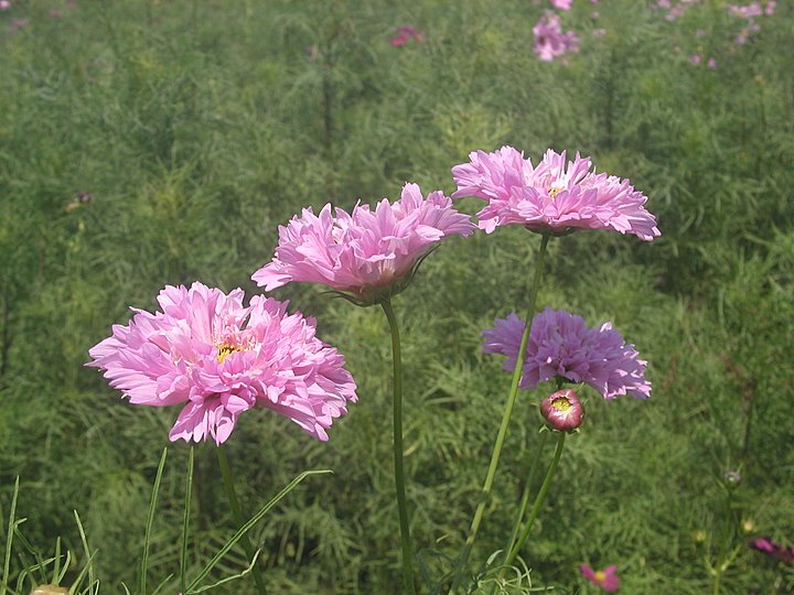c0110510_15125940.jpg