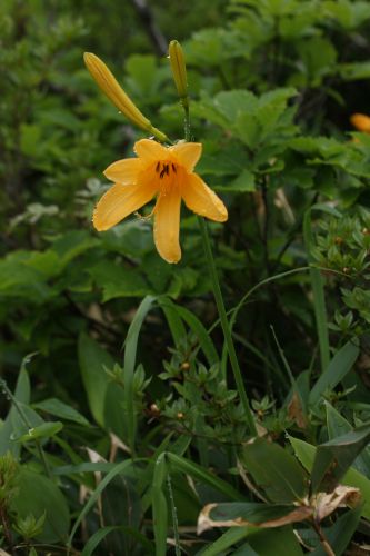 八方尾根の花３　　　ニッコウキスゲ_a0040021_929098.jpg