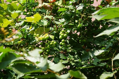f0170524_1534559.jpg