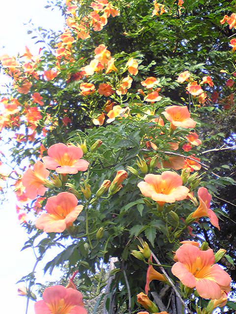 ノウゼンカツラ_f0081443_20522479.jpg