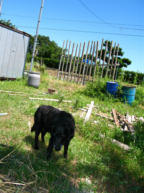 c0039145_1633226.jpg