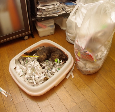 休みの日は、ひじきと遊ぶぞ!_a0028451_1312340.jpg