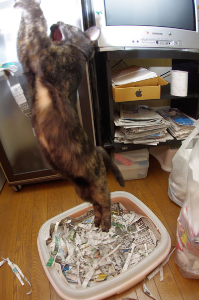休みの日は、ひじきと遊ぶぞ!_a0028451_1314876.jpg