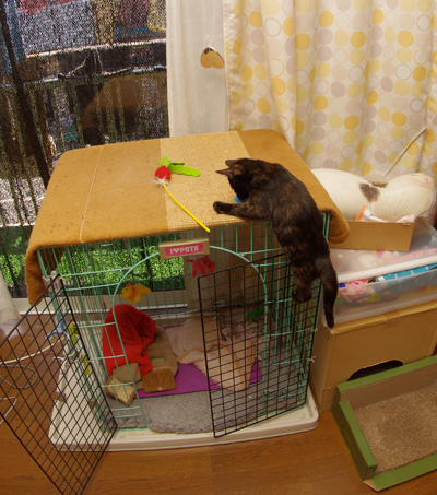 休みの日は、ひじきと遊ぶぞ!_a0028451_1325686.jpg