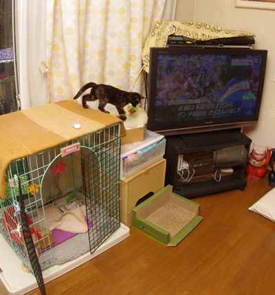 休みの日は、ひじきと遊ぶぞ!_a0028451_1344957.jpg