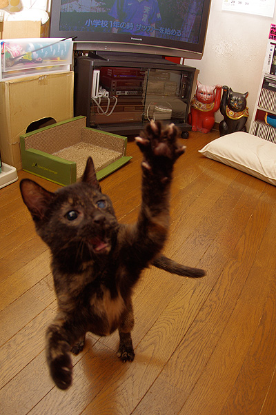 休みの日は、ひじきと遊ぶぞ!_a0028451_1362390.jpg