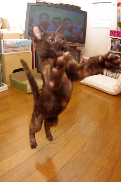 休みの日は、ひじきと遊ぶぞ!_a0028451_1365117.jpg