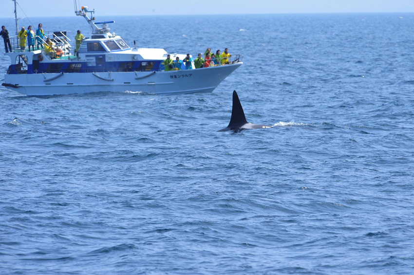 知床半島　その１（ケイマフリ）_b0148352_8301337.jpg