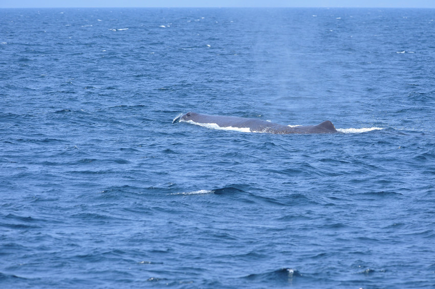 知床半島　その１（ケイマフリ）_b0148352_8305266.jpg