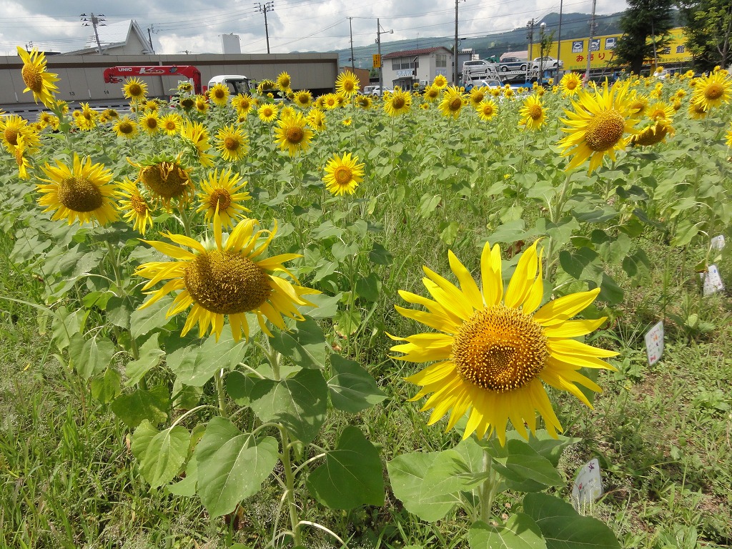 暑中お見舞い申し上げます_a0084753_11261018.jpg
