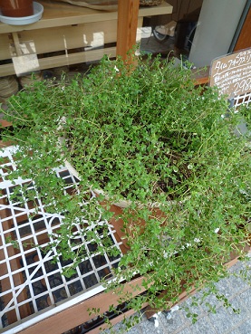 素敵な景色の正体は!!?_a0201358_1424848.jpg