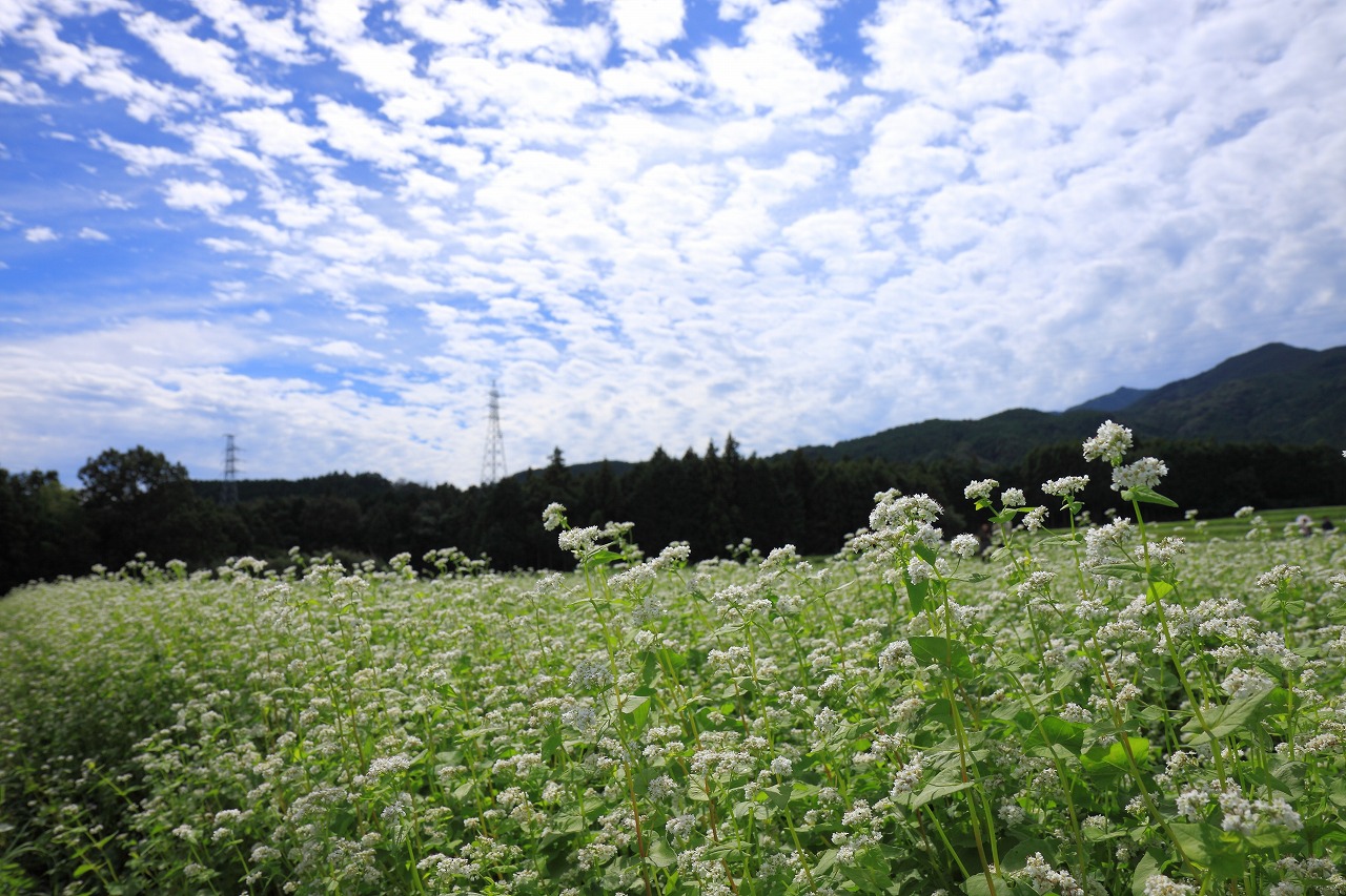 蕎麦畑_f0234862_23133151.jpg