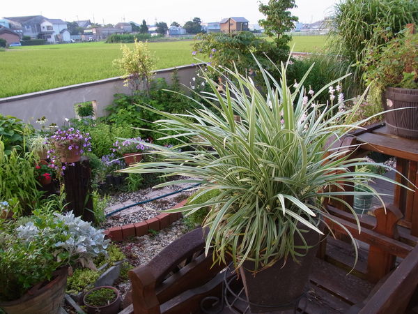 b0194267_2053047.jpg
