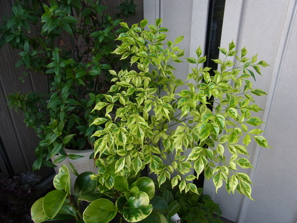 b0194267_2056733.jpg