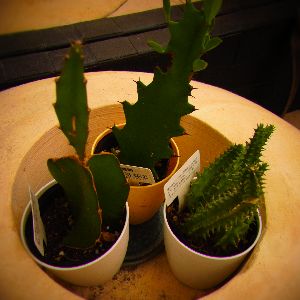 セリアのお得サボテン ケセラセラ 家とgreen セリアのお得サボテン ケセラセラ 家とgreen