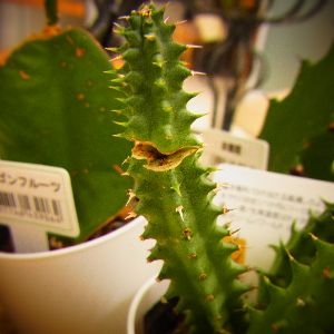 セリアのお得サボテン ケセラセラ 家とgreen セリアのお得サボテン ケセラセラ 家とgreen