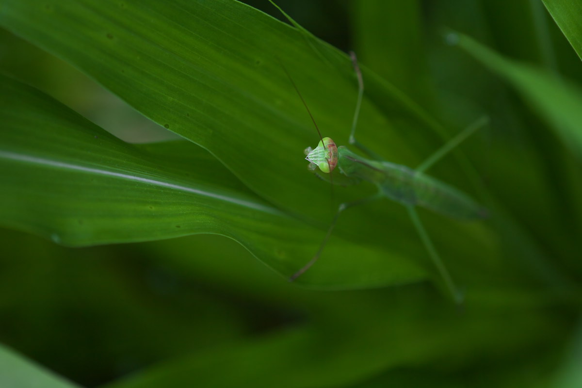 カマキリ(蟷螂)　おらの季節だぁ_a0083081_17542019.jpg