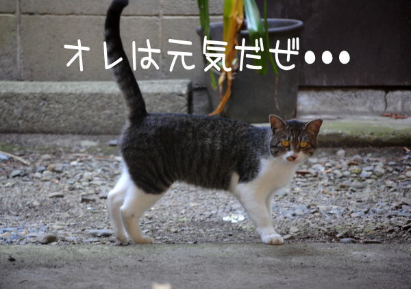 野良猫部　キチオ_d0156981_18355351.jpg