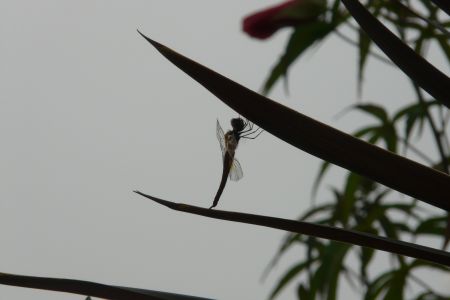 2011年8月8日 フェースブック・・・_b0098584_7134649.jpg
