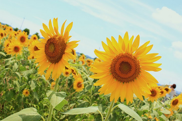 sunflowers_d0209386_9175542.jpg