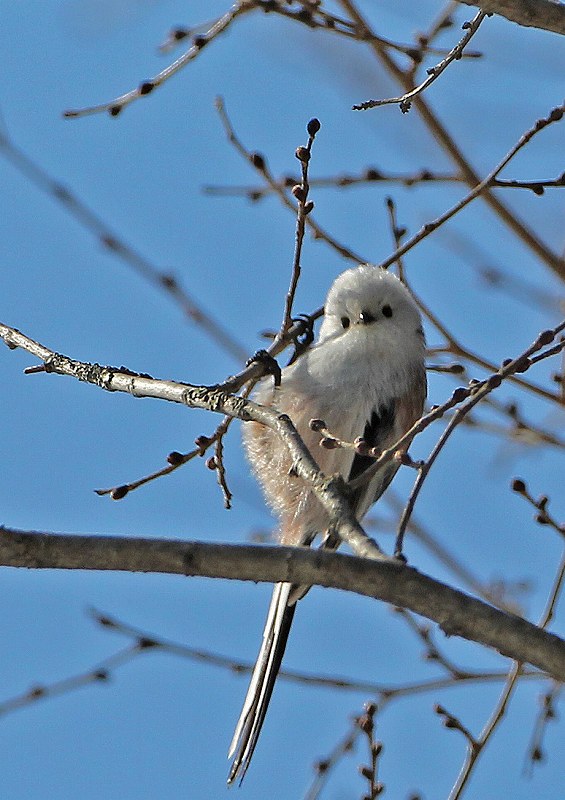 北の大地の野鳥たち。（1）_a0206701_2274645.jpg