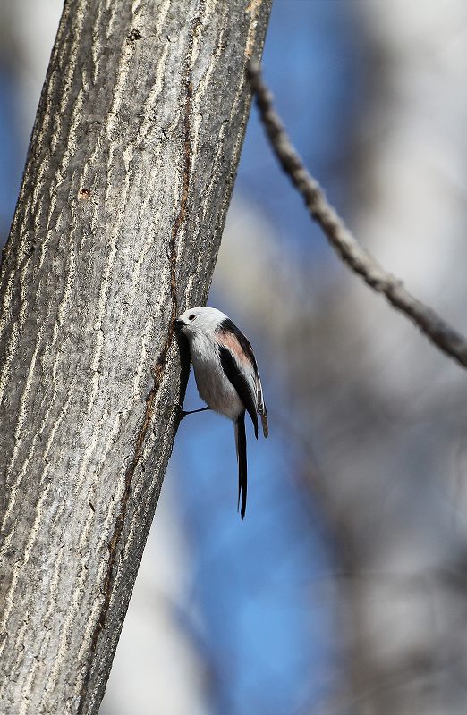 北の大地の野鳥たち。（1）_a0206701_2281528.jpg