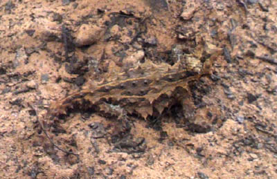 c0165803_184637.jpg