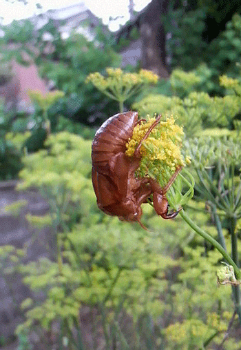 e0020214_1033738.gif
